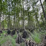 Stajnia 45 * Lipowo (Mragowo)