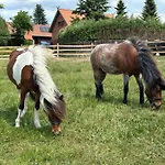 Stajnia 45 Farm stay