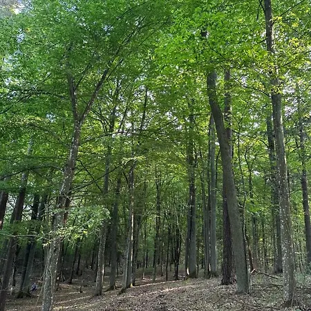 Stajnia 45 팜스테이 Lipowo (Mragowo)